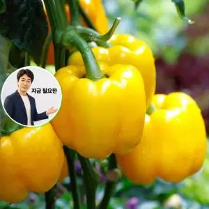 지금 필요한 파프리카 채소 종자 씨앗 피망 미니 식용 소니아골드 피망씨