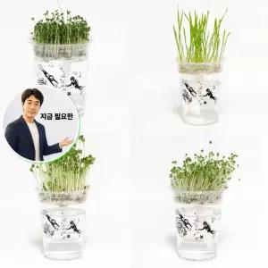 지금 필요한 새싹 식물키우기 저면관수 키트 미니화분 DIY 키우기