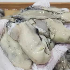 신선한 통영 햇 생굴 1kg 2kg 통영굴 햇굴 산지발송