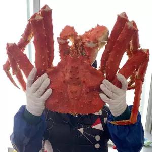 러시아 블루 킹크랩 3.5kg 1미(자숙전중량) 러시아 킹크랩 자숙 킹크랩 블루크랩 러시아산킹크랩