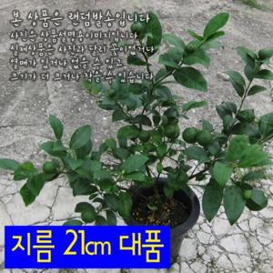 오렌지레몬나무 레몬트리 열매 달콤한향 21cm 대품화분
