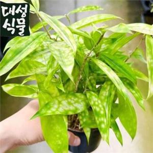 플랜테리어 공기 정화 식물 드라세나 수르쿨로사 인테리어 화분 선물 반음지