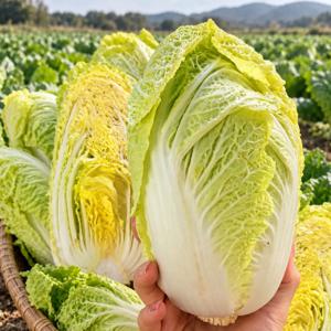 국내산 알배추 쌈배추 1kg 2kg 3kg 4kg