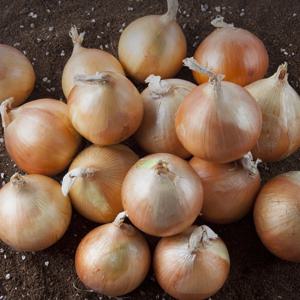 ★최저가★ 26년 양파 3kg 5kg 10kg 무안양파