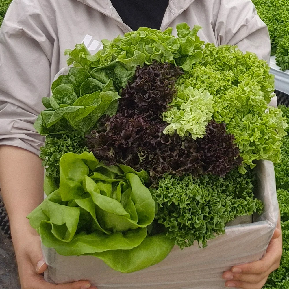 [GAP인증] 유러피안 샐러드 채소 모듬 1kg