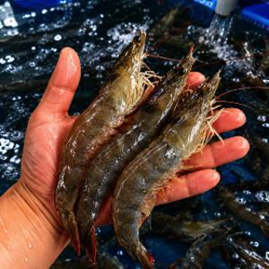 산지직송 국내산 제철 흰다리 왕새우1kg (30미내외) 생물 새우 횟감 (2kg 구매시 1000원 할인+초장증정)