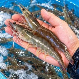 국산 당일조업 제철 흰다리 왕새우 생 새우회 횟감 1kg(30미 내외)
