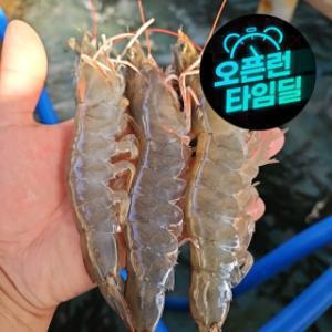 ( 한정특가 ) 국내산 제철 활 흰다리새우 1kg 대사이즈 (28~32미) 초장 증정~ / 빙장포장