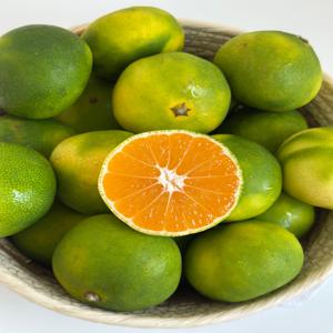 [30%쿠폰]제주산 극조생 햇 감귤(로얄과) 5kg(S-M)