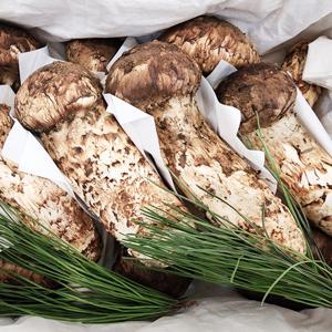 2026년 자연산송이버섯 300g / 1등급 부모님선물 추석 선물세트 참조은식품