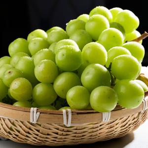 [자연품애 샤인머스켓] 제철맞은 샤인머스켓 실중량 4kg 6-8수