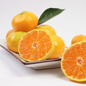 [산지직송] 제주 서귀포 고당도 하우스 귤(로얄과) 2.5kg