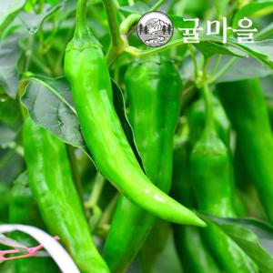 귤마을 국내산 아삭이 고추 5kg내외
