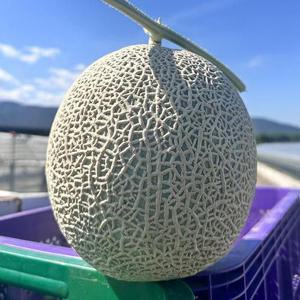 국내산 머스크메론 8kg 4수