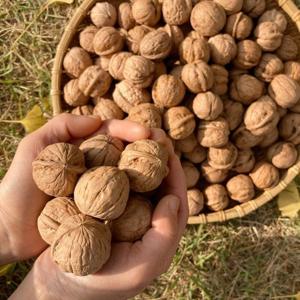 26년산 보은 양지촌농원 알호두 1kg (중)