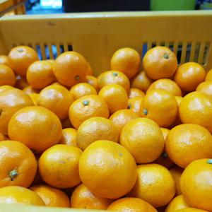 제주 고당도 노지감귤 10kg 소과(2S)