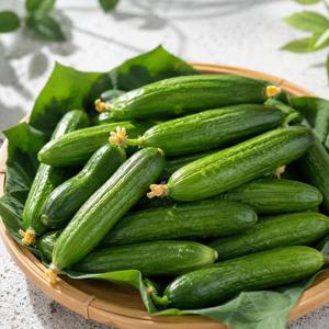 국내산 미니오이 3kg 신선한 스낵오이 피클 생식용 산지 발송 LD