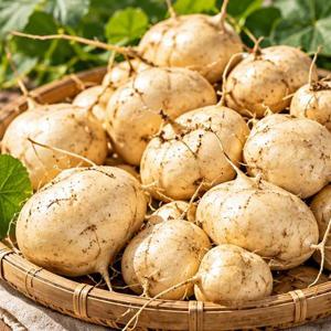 베트남 히카마 감자 멕시코감자 5kg
