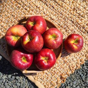 안동 감홍사과 특품 5kg 중대과(개당200-250g)