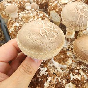 (자연의 선물) 청양 표고버섯 1kg(27-35개 내외, 개당 중량 25g-40g )