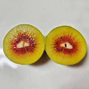 제주 프리미엄 레드키위 중과 2kg
