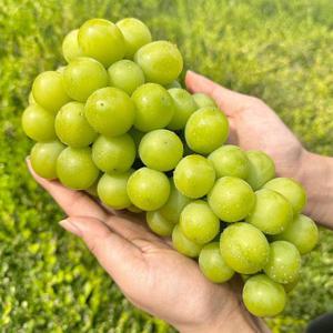 *농할할인*[이푸른] 고당도 16brix 이상 당도선별 샤인머스켓 2kg 4수