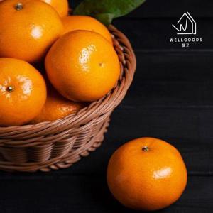 갤러리아_[웰굿] 당도선별 제주직송 타이벡 감귤 2.5kg(로얄과,S-M)