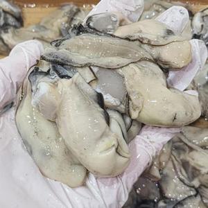 산지직송 통영 굴 생굴 1kg
