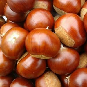 26년 수확 햇밤 알이 꽉 찬 고소한 경남 하동밤 생밤 특 사이즈 3kg