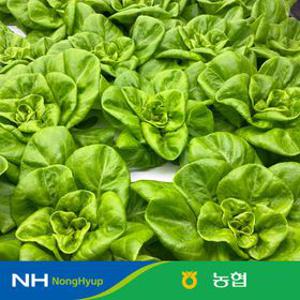 [농할 국내산][최종5,990원] 농협 샐러드용 채소 믹스 1kg 쌈채소 샐러드 3~4종 내외 스마트팜 수경재배