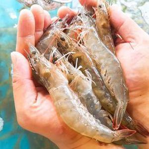 [산지 직송]갓 잡은 국내산 활새우 1kg (28~33미 내외)