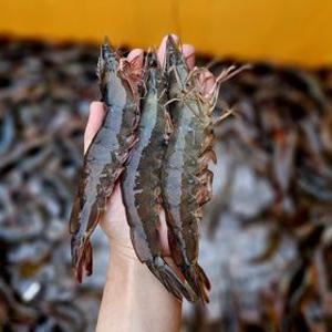 [APP전용] 제철 활새우 1kg 22미 내외 외