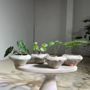 필로덴드론 빌리에티에, 멕시코소철, 무늬펠레아페페, 아스파라거스나누스 세트