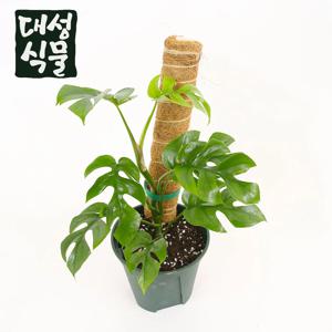 수태봉 식물지지대 몬스테라 지지대 연결형 코코봉 코코넛봉 30cm