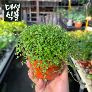천사의눈물 또래기 병아리눈물 솔레이롤리아 수생
