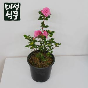 철쭉 중형 장미 선녀 랜덤 월동 불꽃 블레이즈 아젤리아 야생화 꽃 봄꽃