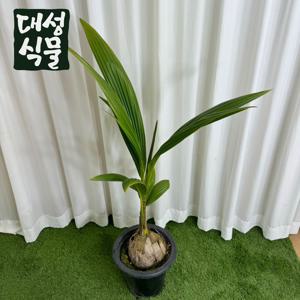 코코넛야자 나무 공기정화식물 희귀식물 실내 플랜테리어