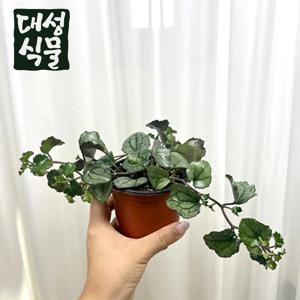 세네시오 퍼플바인 덩굴 식물키우기 행잉플랜트 공기정화식물