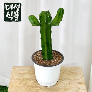 양팔 선인장 중형 다육 용신목 용심목 식물 인테리어 꽃 반려식물