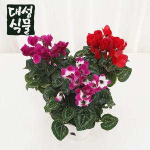 시클라멘 2개입 씨클라멘 겨울꽃 실내화초 중품