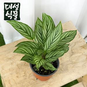 칼라데아 비타타 10cm 관엽식물 플랜테리어 거실화분 공기정화식물