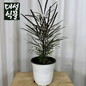아라리오 15cm