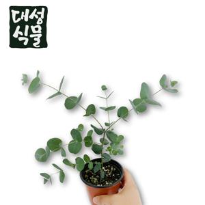 유칼립투스 소형 비염에좋은 공기정화식물 실내화분 플랜테리어