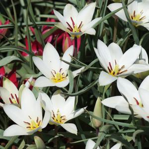 원종 튤립 실비아 추식 구근 tulipa sylvia