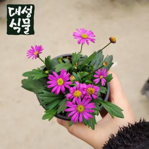 사계국화 야생화 국화 소품 모종 플랜테리어 거실화분
