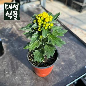 갯국 10cm 갯국화 독일국화 야생화 가을꽃 모종 다년생 노란꽃 해국