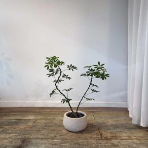 쉐프렐라(frp화분)  홍콩야자 개업선물 승진화분 인테리어 식물 부산/경남지역