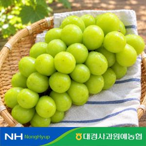 GAP 영천 샤인머스캣 1.5kg 2~3수