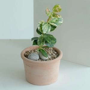 희귀한 데스크테리어식물 무늬동백 소 + 데로마 실린드로 내추럴컬러 11cm