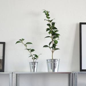 동백나무 블랙로즈 (Camellia japonica) 작은방꾸미기 겨울식물 꽃나무